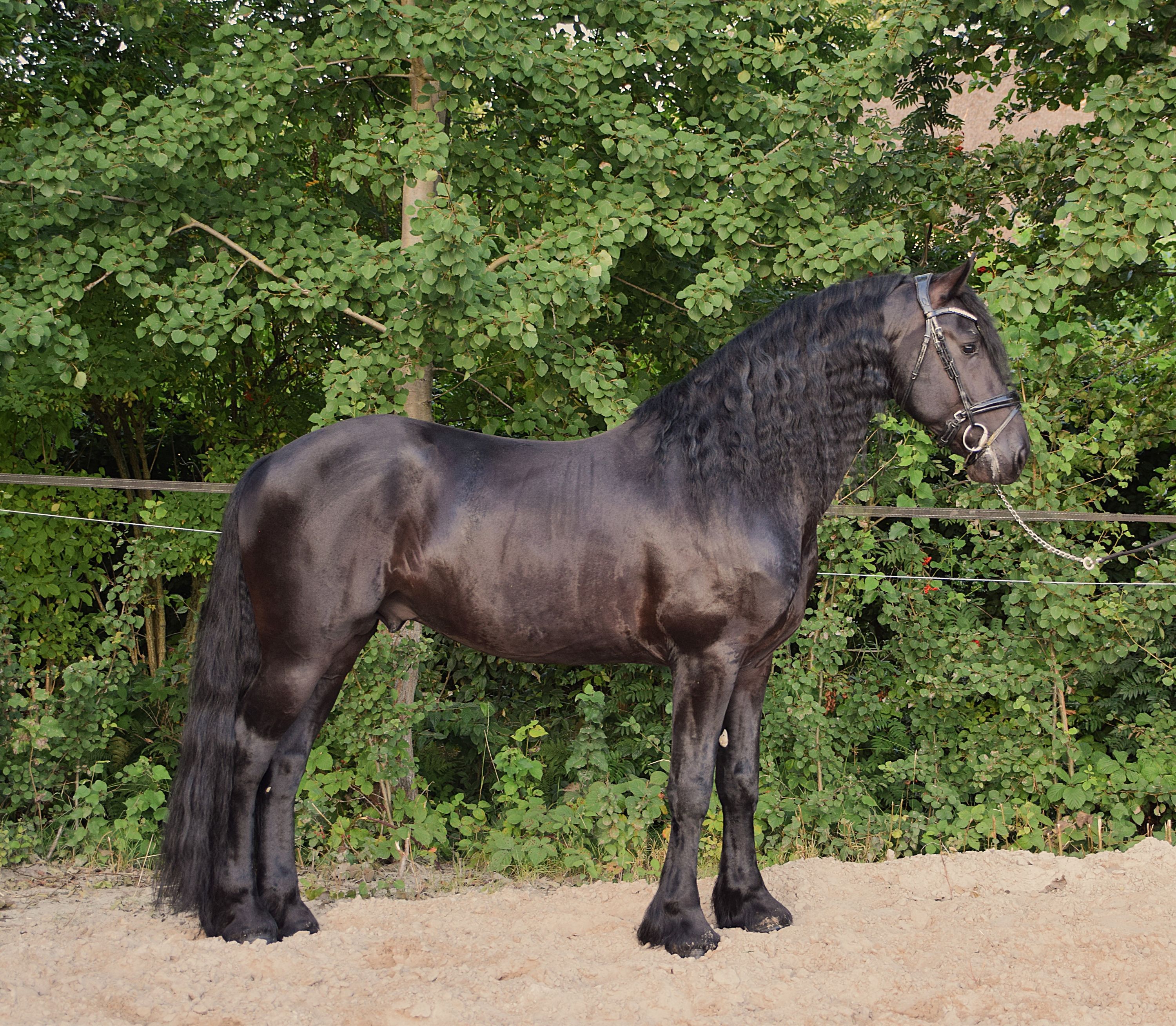 fries hengst 5 years old for sale - Photo 5