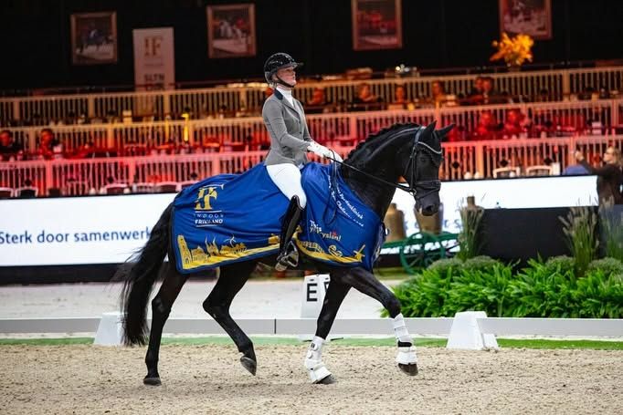 dressuurpaard ruin 17 jaar zwart te koop - Foto 2