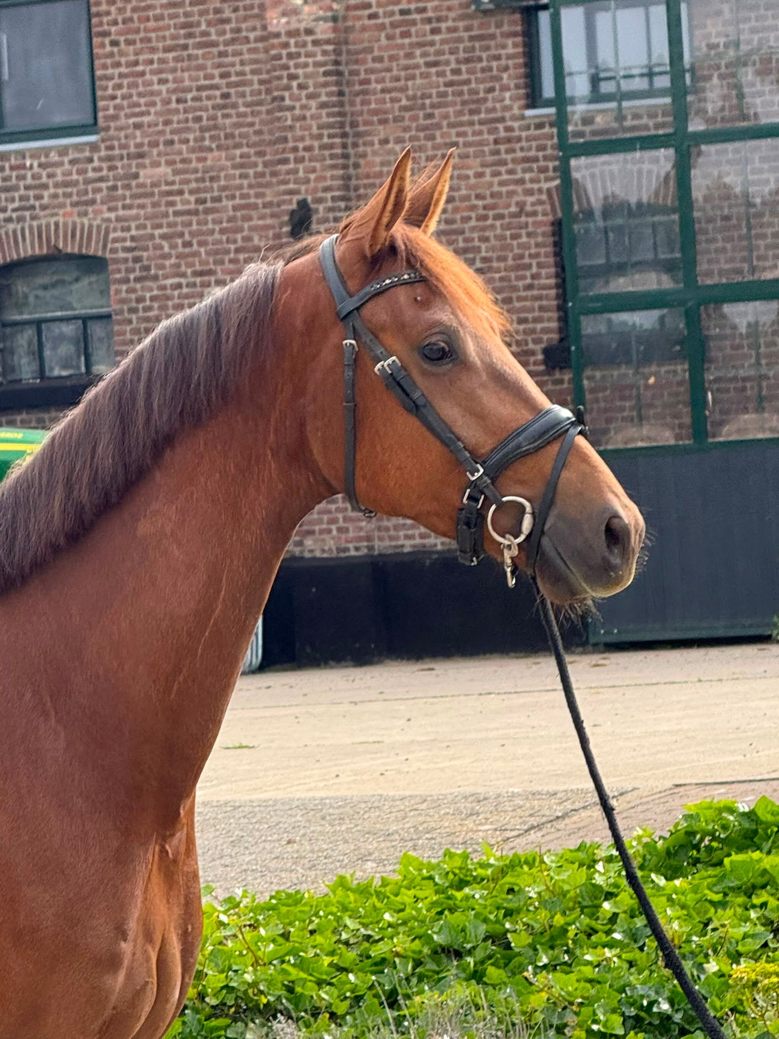 Hongre de 4 ans par Next pitch, cheval de grande qualité !!