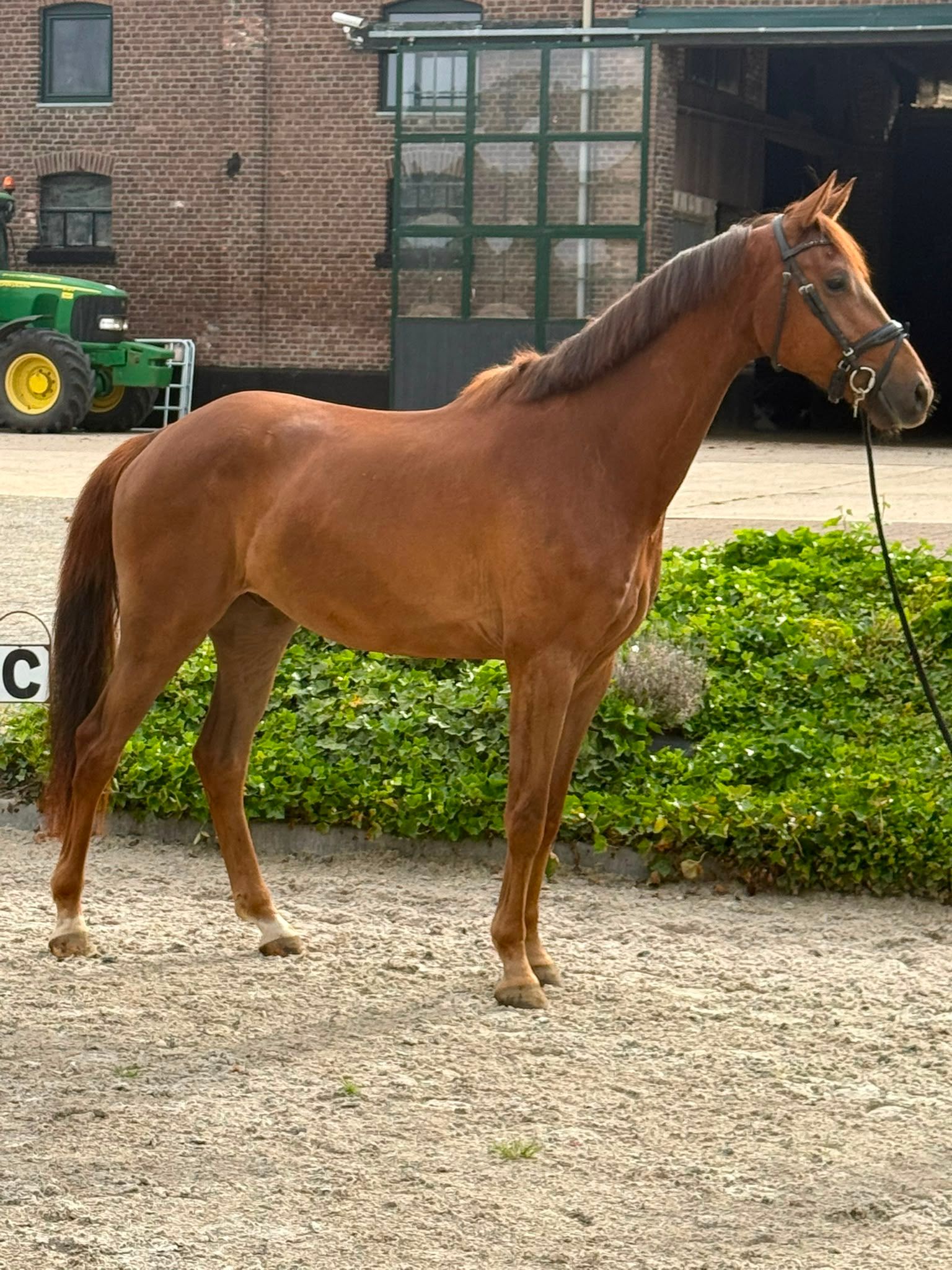 kwpn dressuurpaard ruin 4 ans vos à vendre - Photo 2