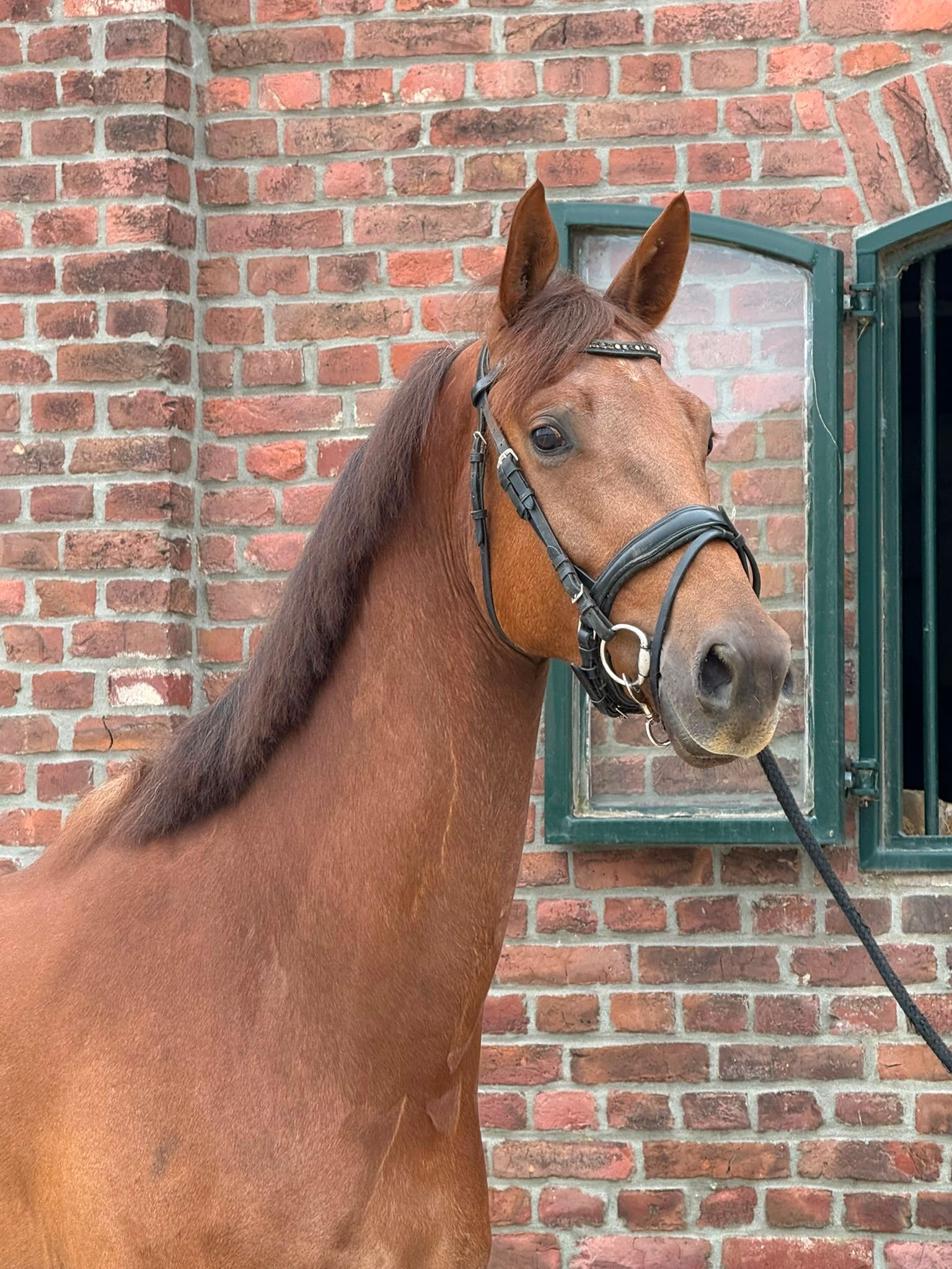 kwpn dressuurpaard ruin 4 ans vos à vendre - Photo 4
