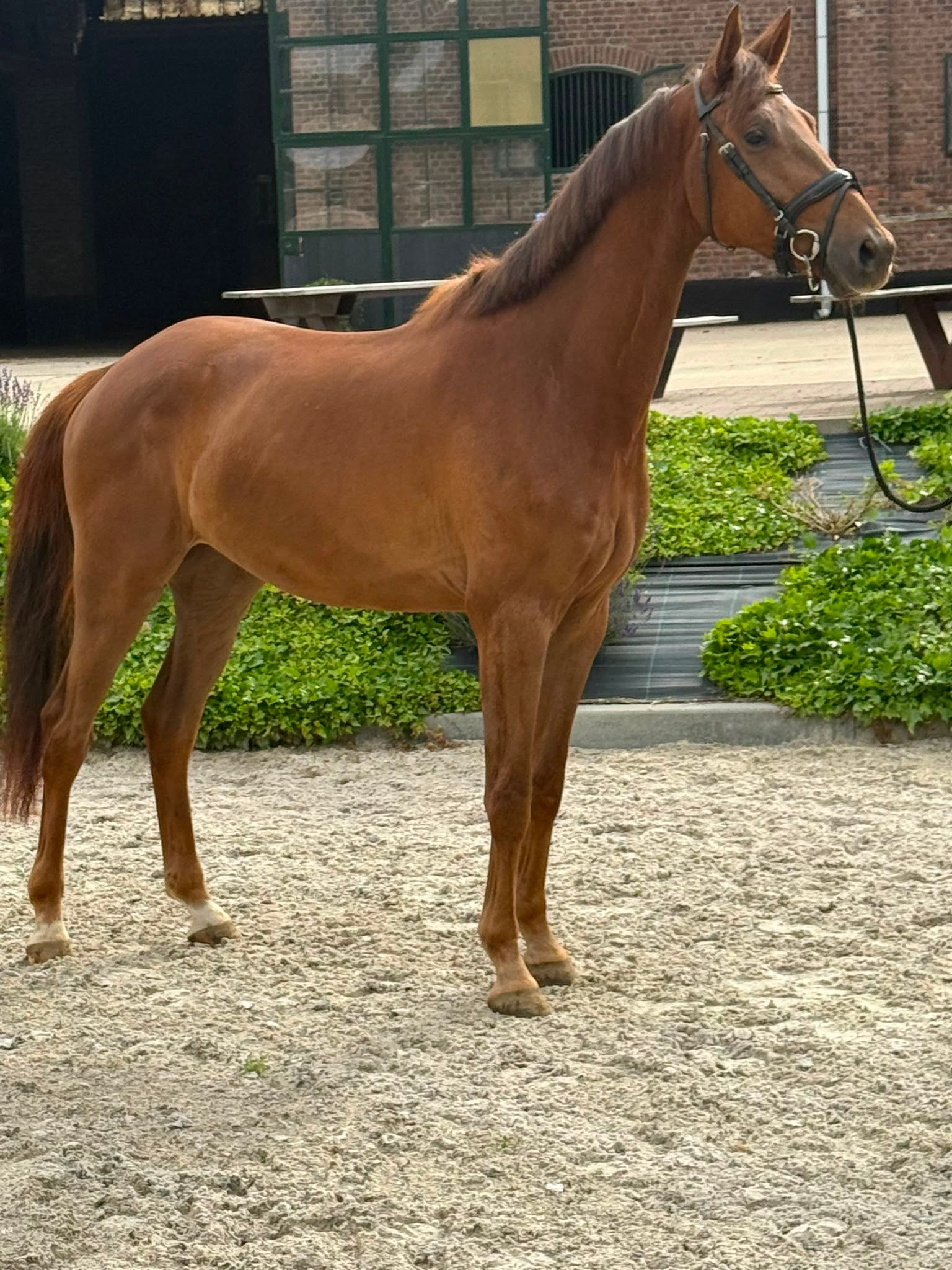 kwpn dressuurpaard ruin 4 ans vos à vendre - Photo 5