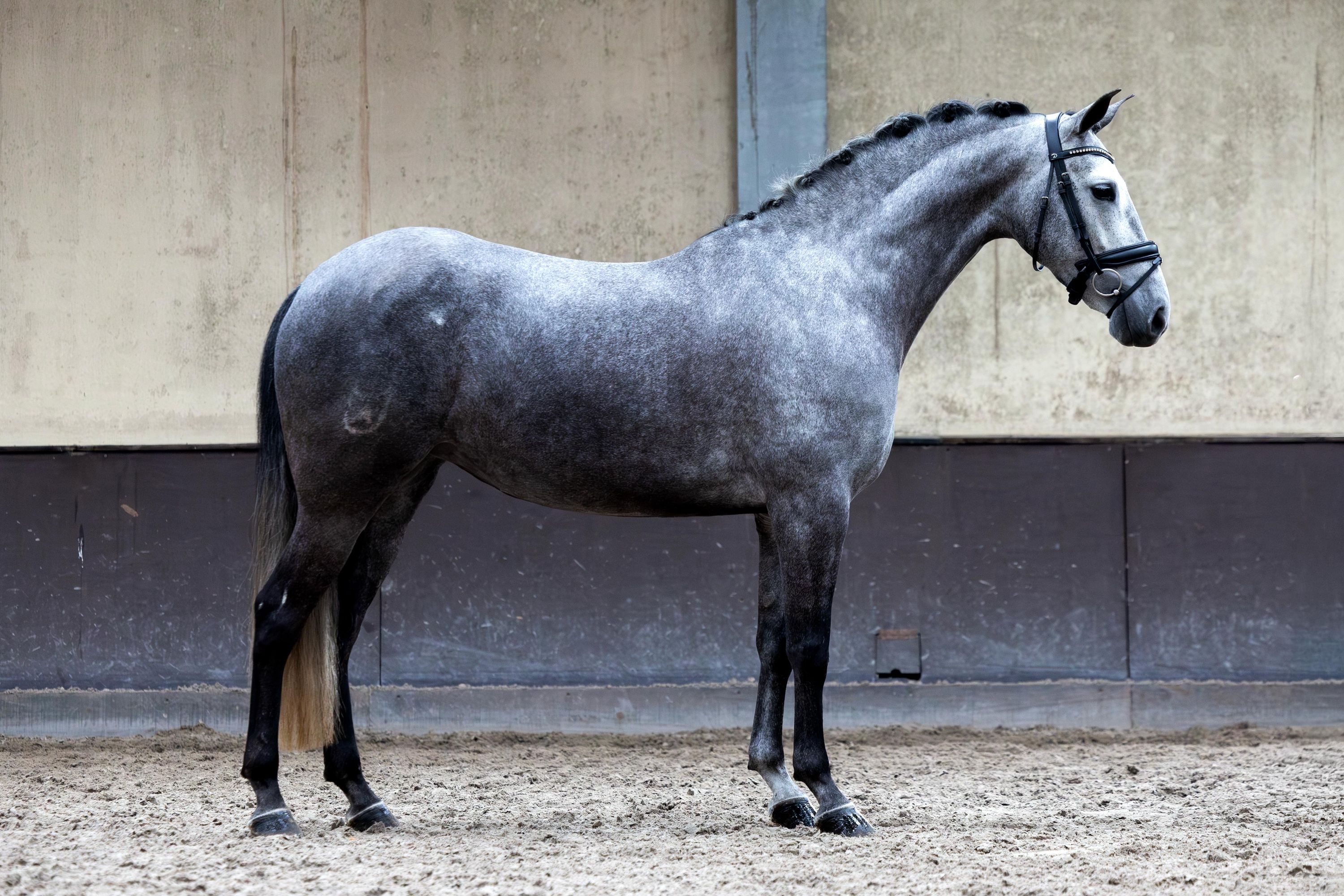 pre dressuurpaard merrie 6 years old schimmel for sale - Photo 2