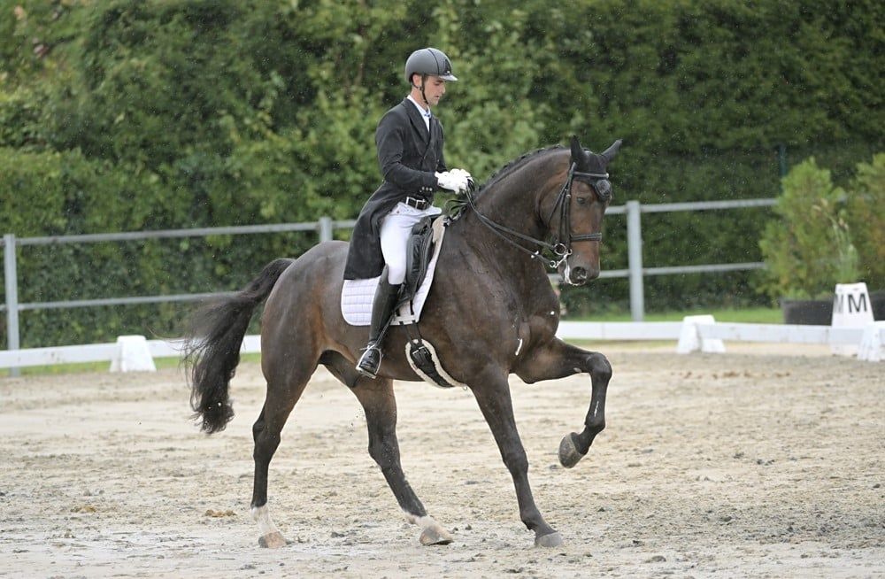 bwp dressuurpaard ruin 13 years old donkerbruin for sale - Photo 2