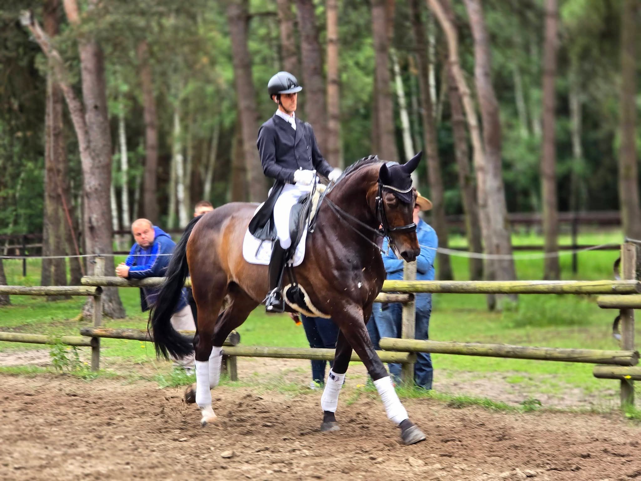 bwp dressuurpaard ruin 13 years old donkerbruin for sale - Photo 3