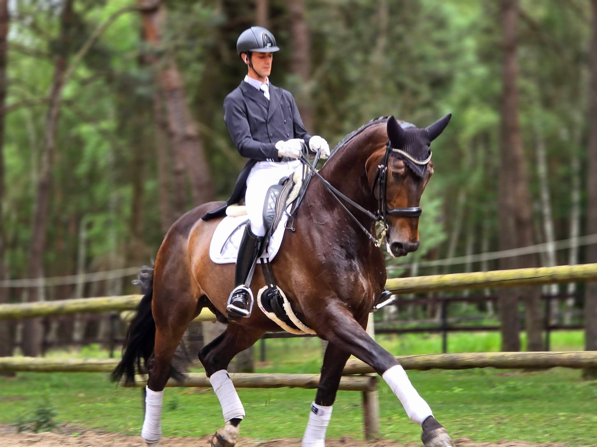 bwp dressuurpaard ruin 13 years old donkerbruin for sale - Photo 4