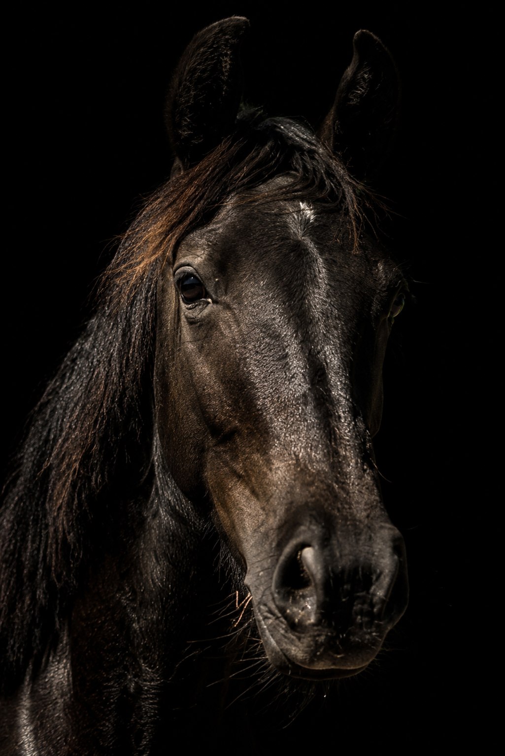 kwpn dressuurpaard merrie 1 years old donkerbruin for sale - Photo 5