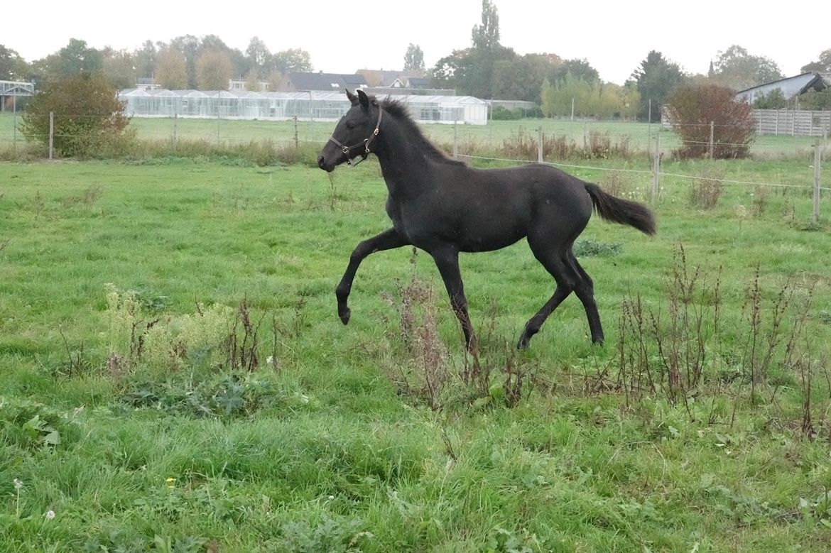 kwpn dressuurpaard merrie 1 years old donkerbruin for sale - Photo 6