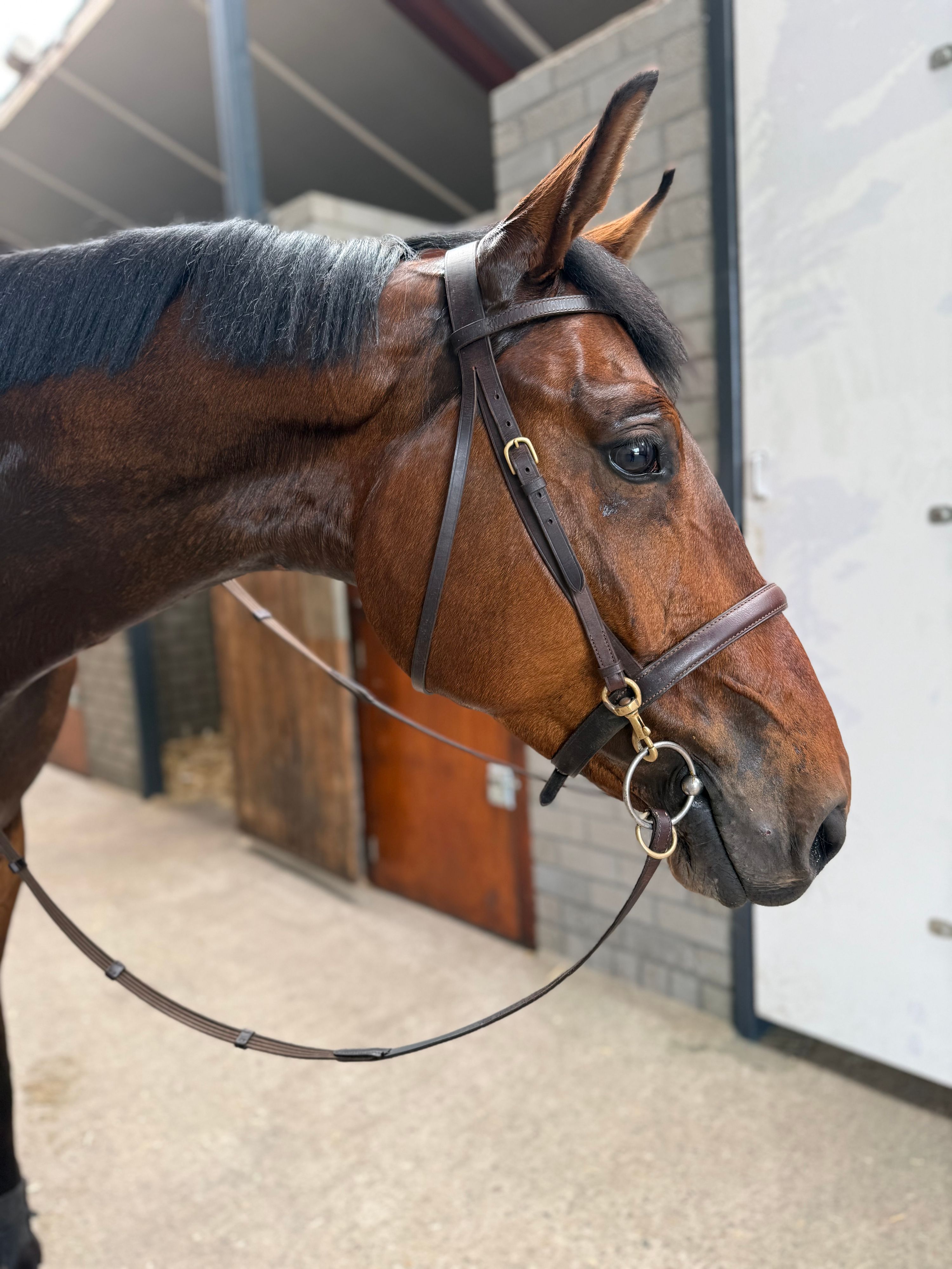Olaf ⛄️ Super sweet, relaxed gelding ☃️