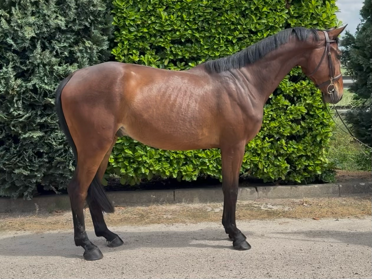 zangersheide recreatie-paard ruin 5 jaar bruin te koop - Foto 2