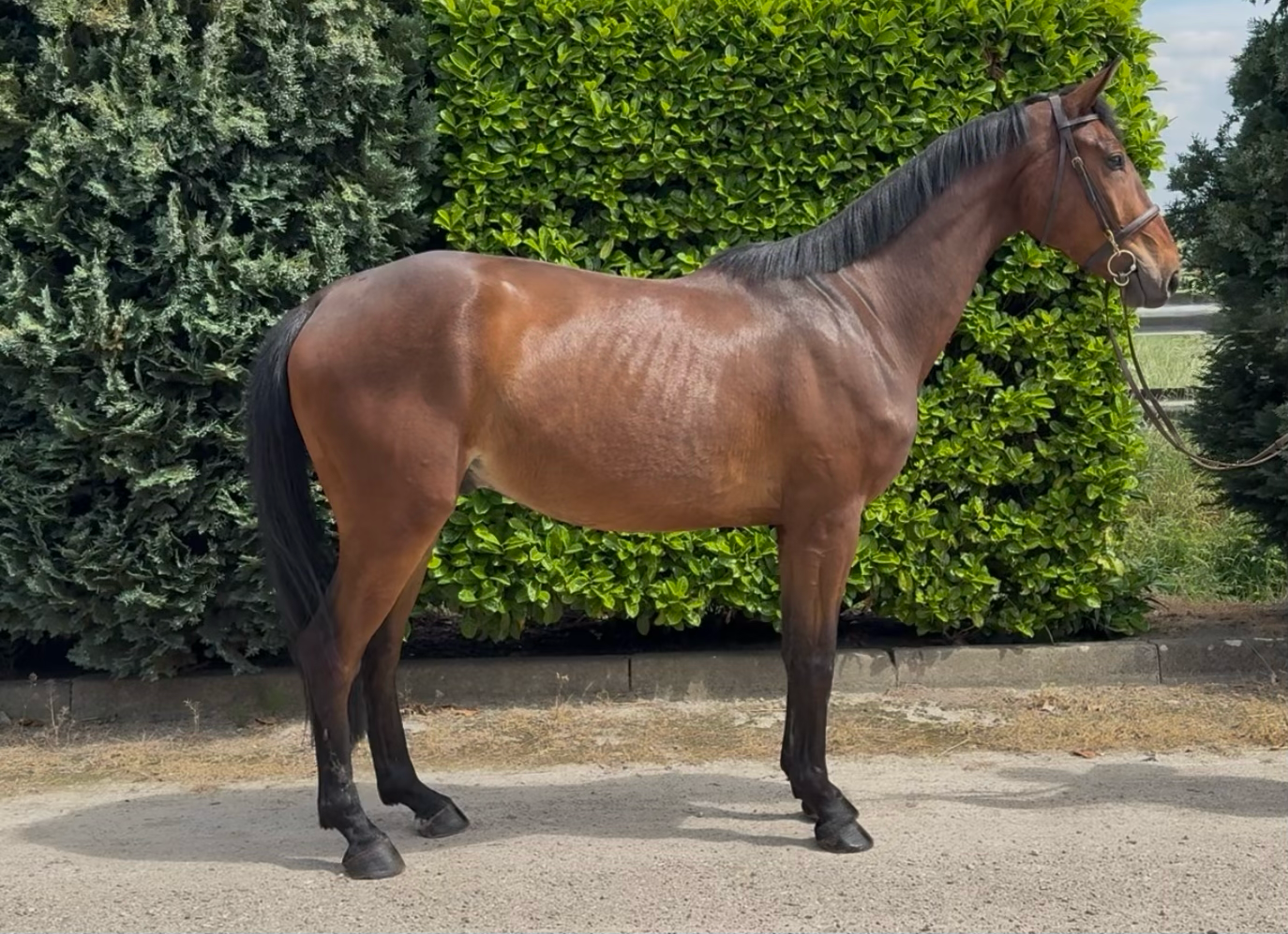 zangersheide recreatie-paard ruin 5 jaar bruin te koop - Foto 5