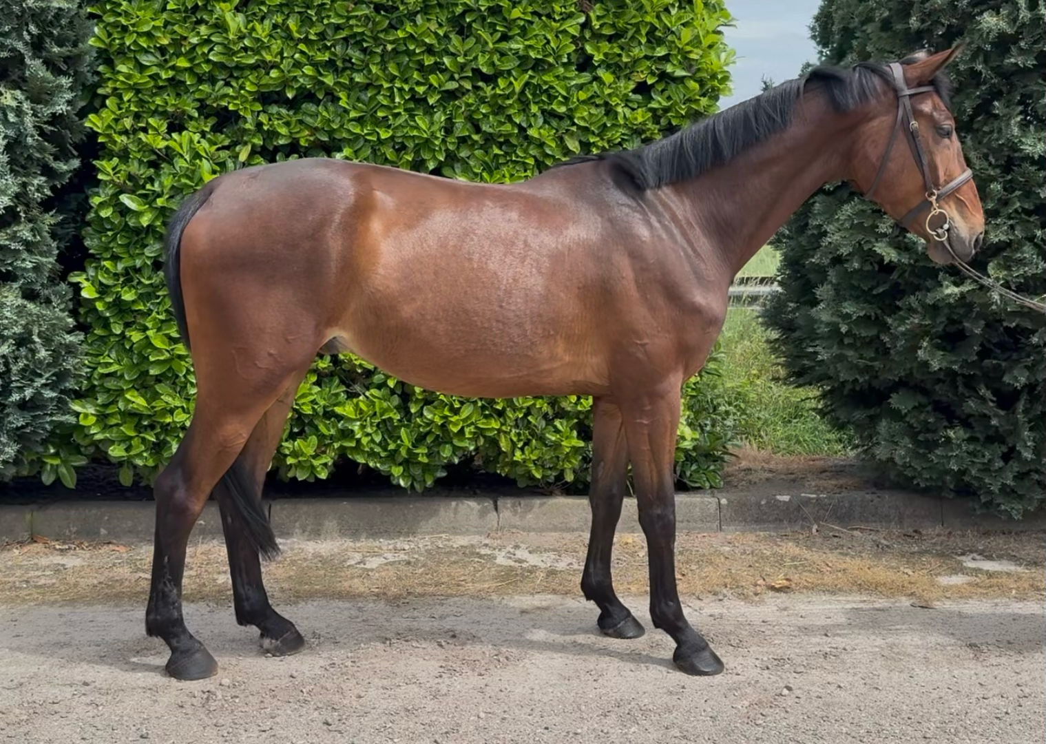 zangersheide recreatie-paard ruin 5 jaar bruin te koop - Foto 6