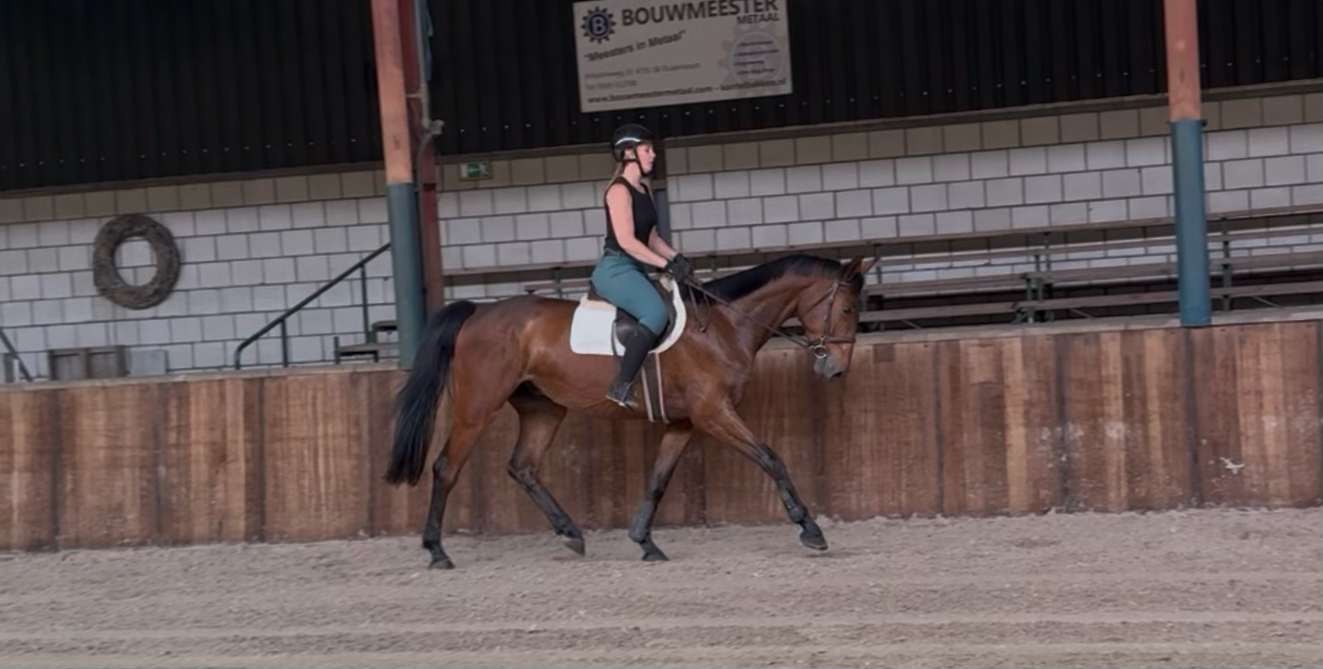 zangersheide recreatie-paard ruin 5 jaar bruin te koop - Foto 4