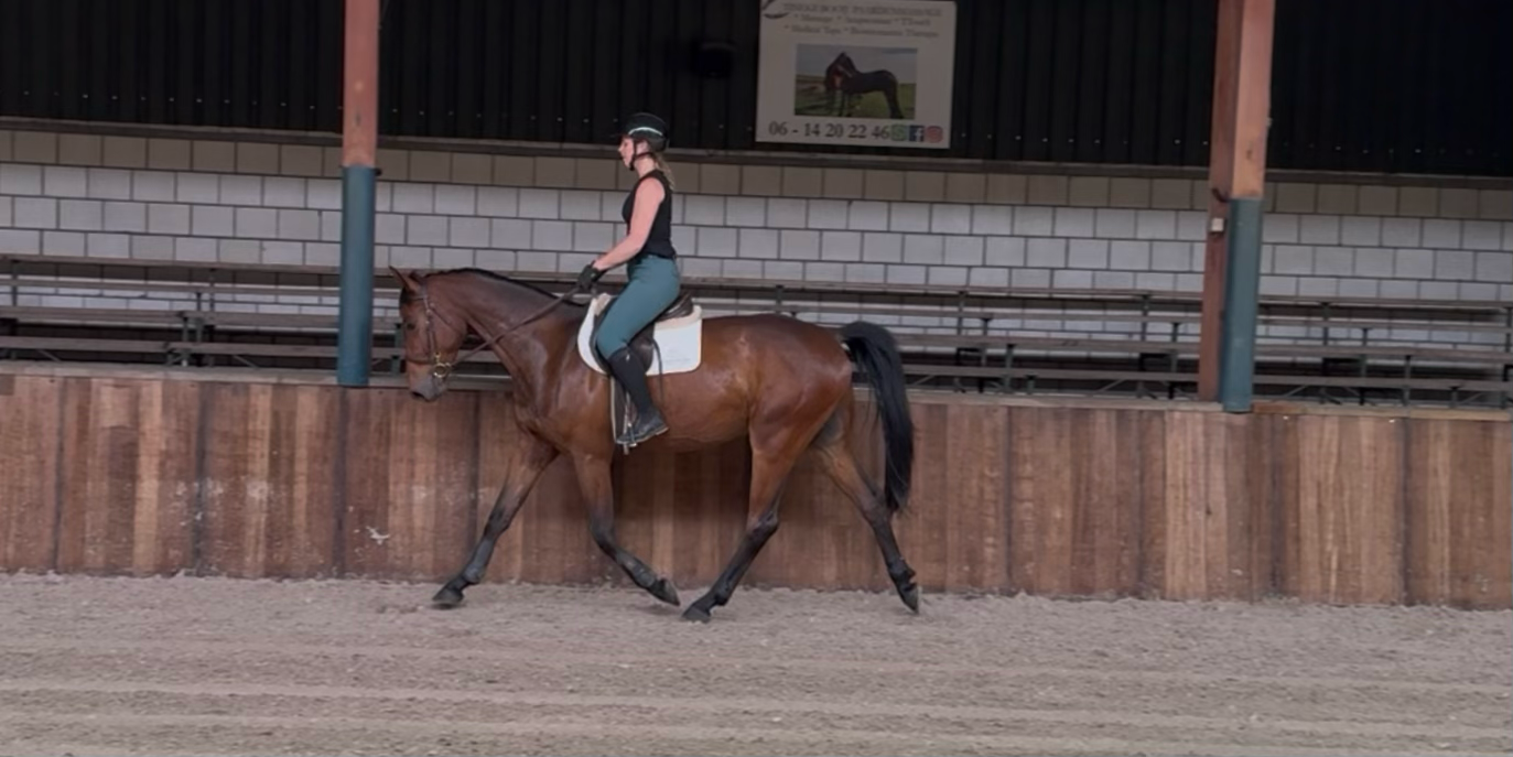 zangersheide recreatie-paard ruin 5 jaar bruin te koop - Foto 3