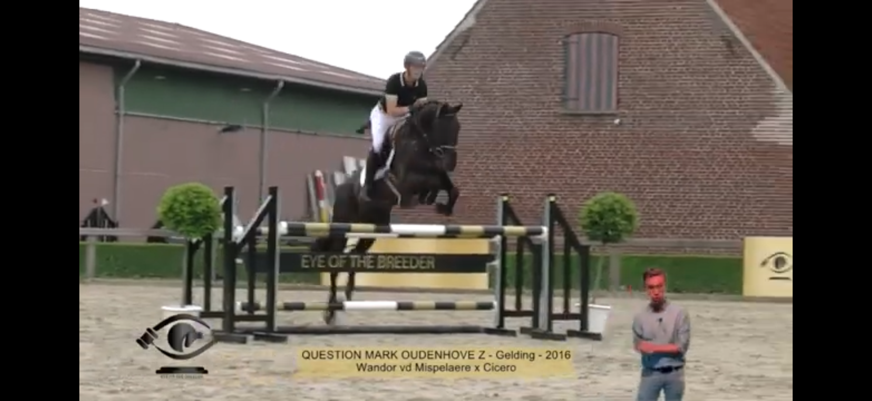 bwp springpaard ruin 10 jaar zwart te koop - Foto 6