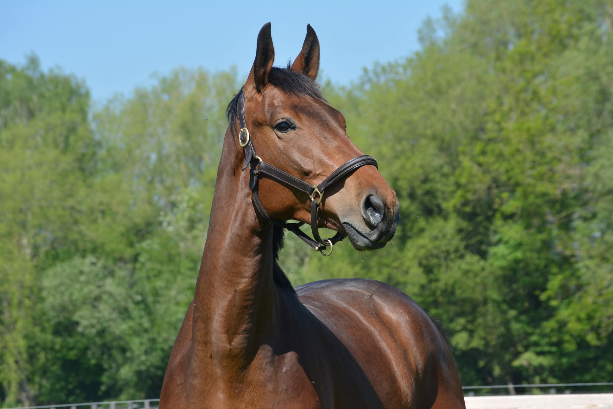 3-year-old gelding with good pedigree, Zangersheide studbook