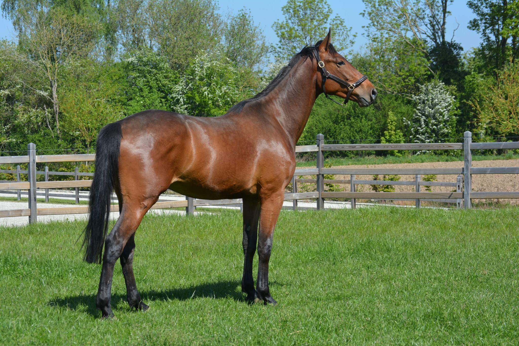 zangersheide springpaard ruin 3 years old bruin for sale - Photo 2