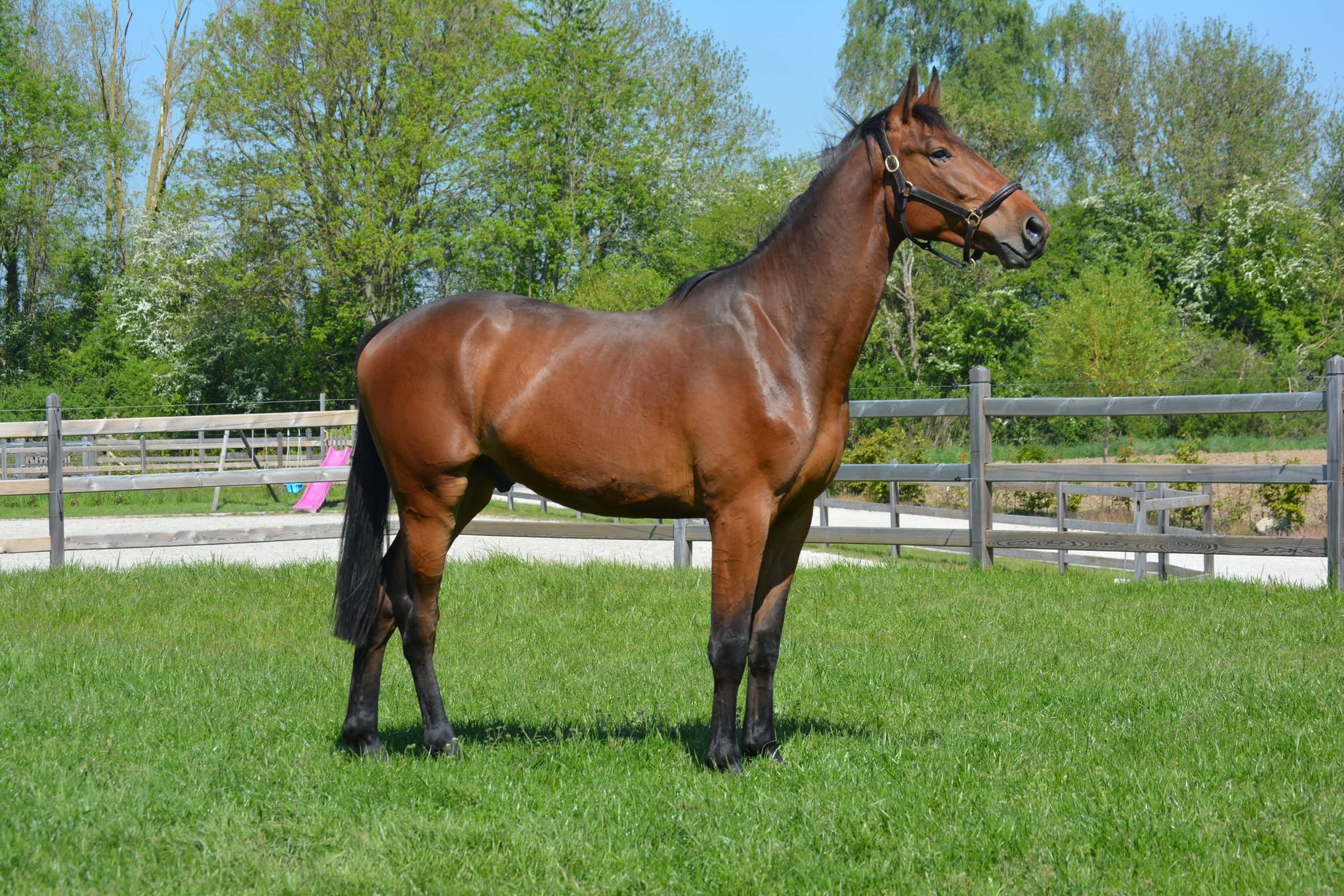 zangersheide springpaard ruin 3 years old bruin for sale - Photo 3