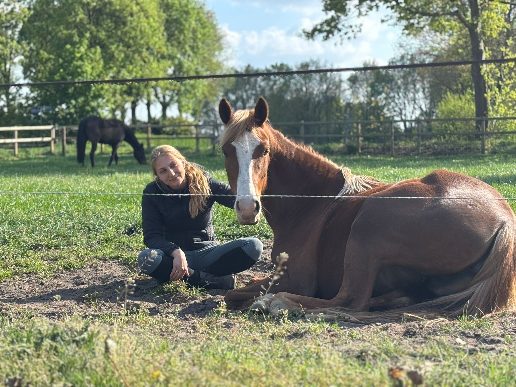nrps springpony merrie 4 år vos till salu - Foto 3