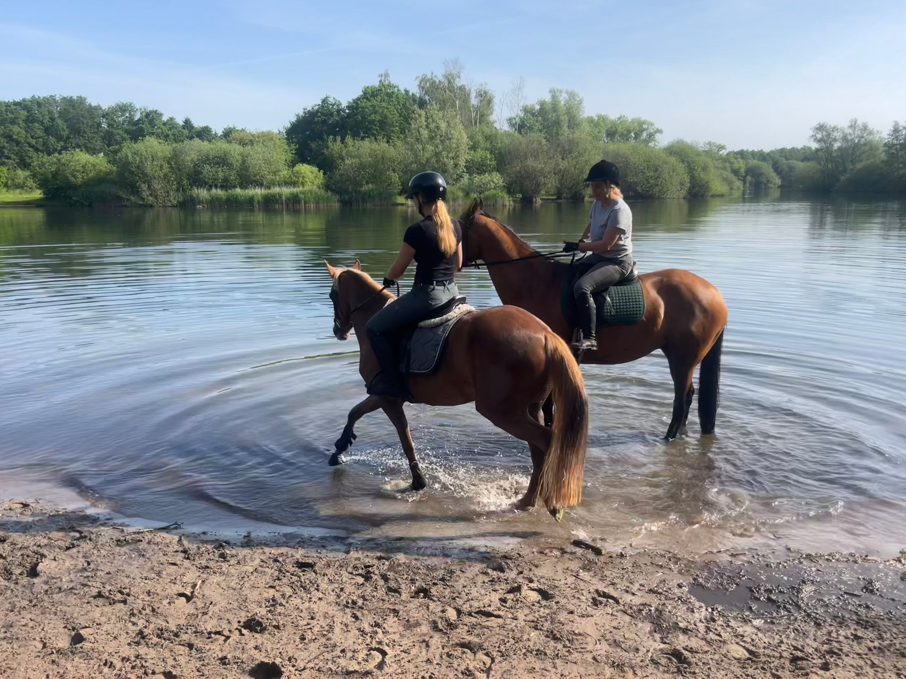 nrps springpony merrie 4 år vos till salu - Foto 4