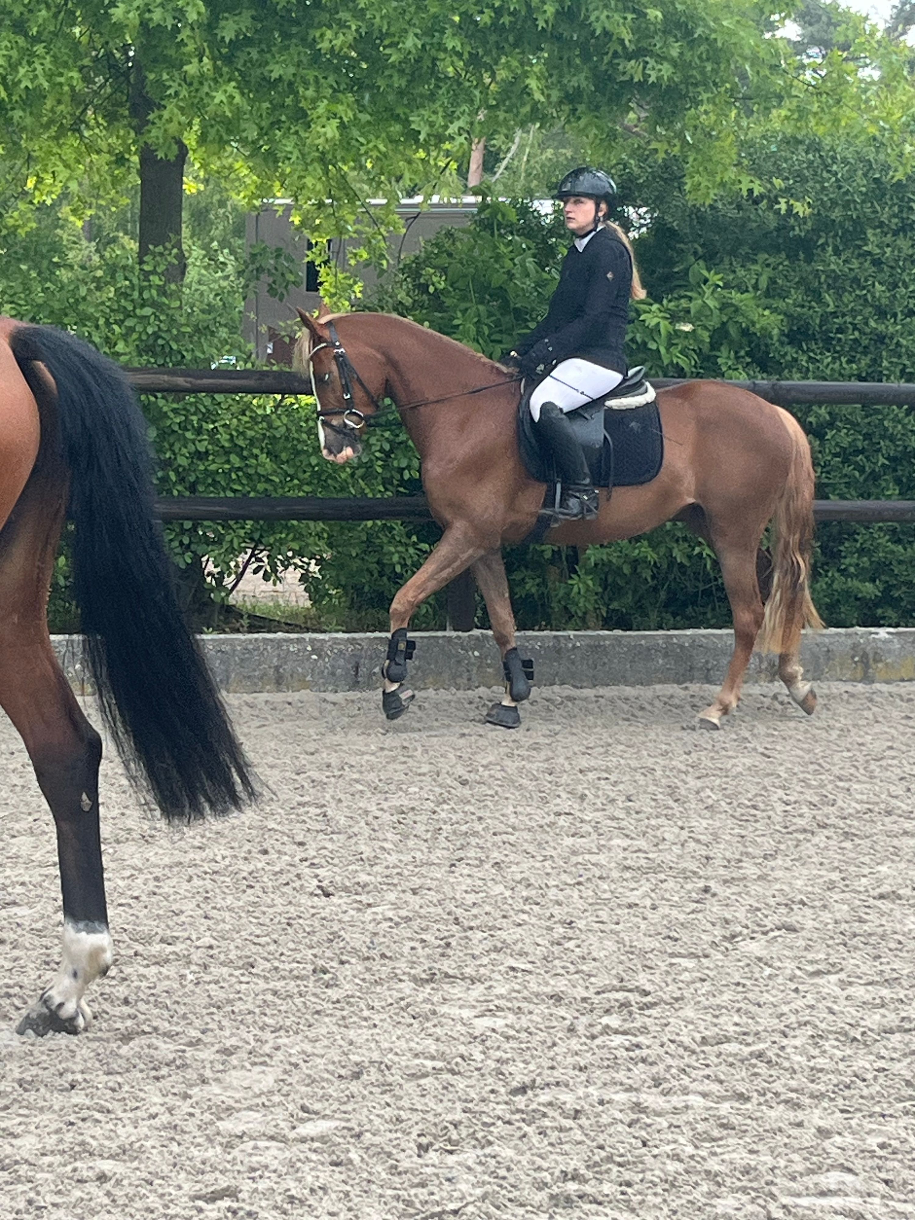nrps springpony merrie 4 år vos till salu - Foto 5