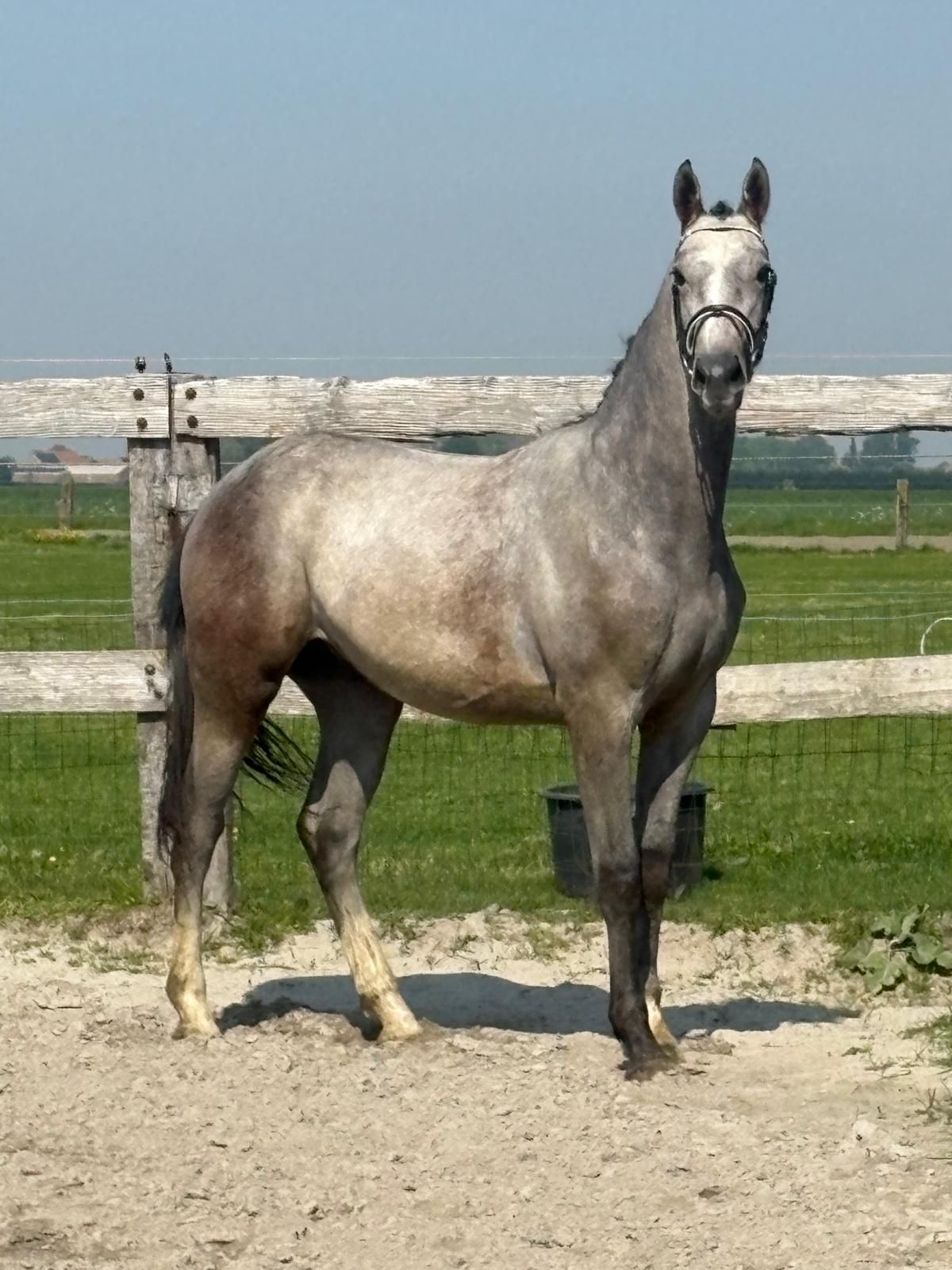zangersheide springpaard ruin 2 anni schimmel in vendita - Foto principale