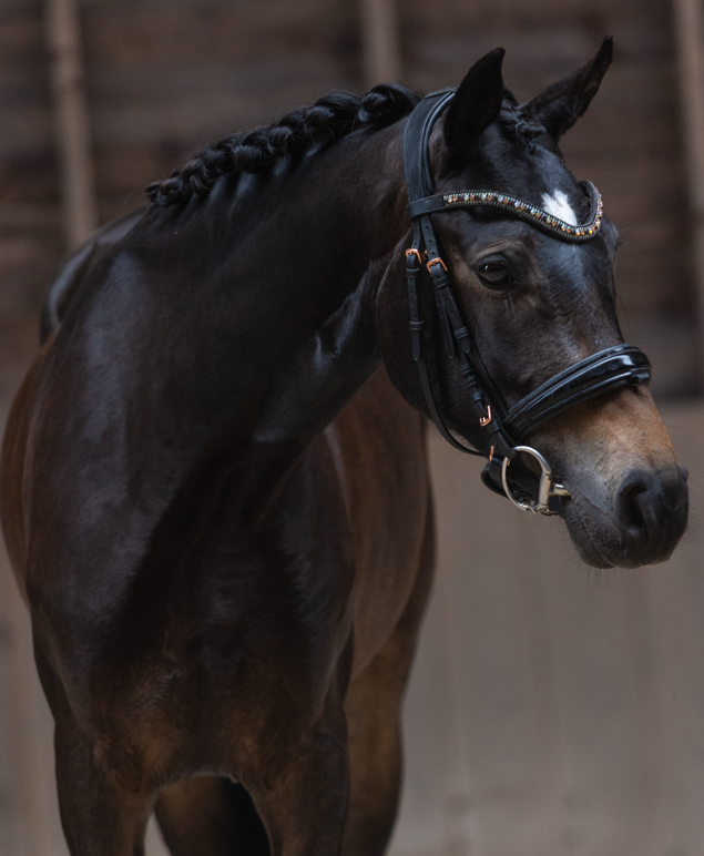 kwpn dressuurpaard merrie 4 år donkerbruin till salu - Foto 2