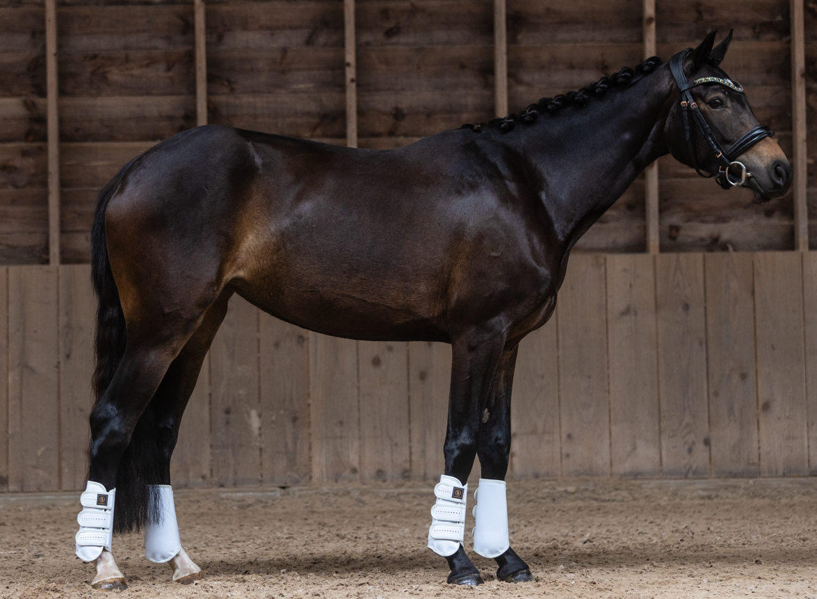 kwpn dressuurpaard merrie 4 år donkerbruin till salu - Foto 3