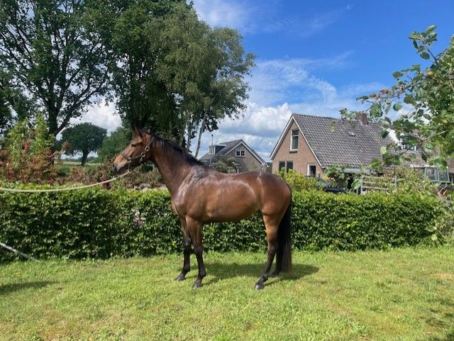 kwpn springpaard merrie 4 years old donkerbruin for sale - Photo 2
