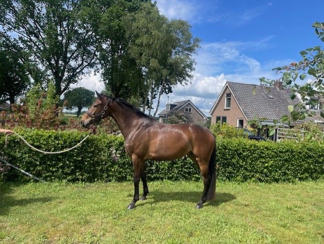 kwpn springpaard merrie 4 years old donkerbruin for sale - Photo 3