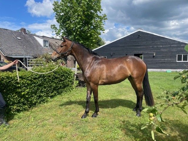 kwpn springpaard merrie 4 years old donkerbruin for sale - Photo 4