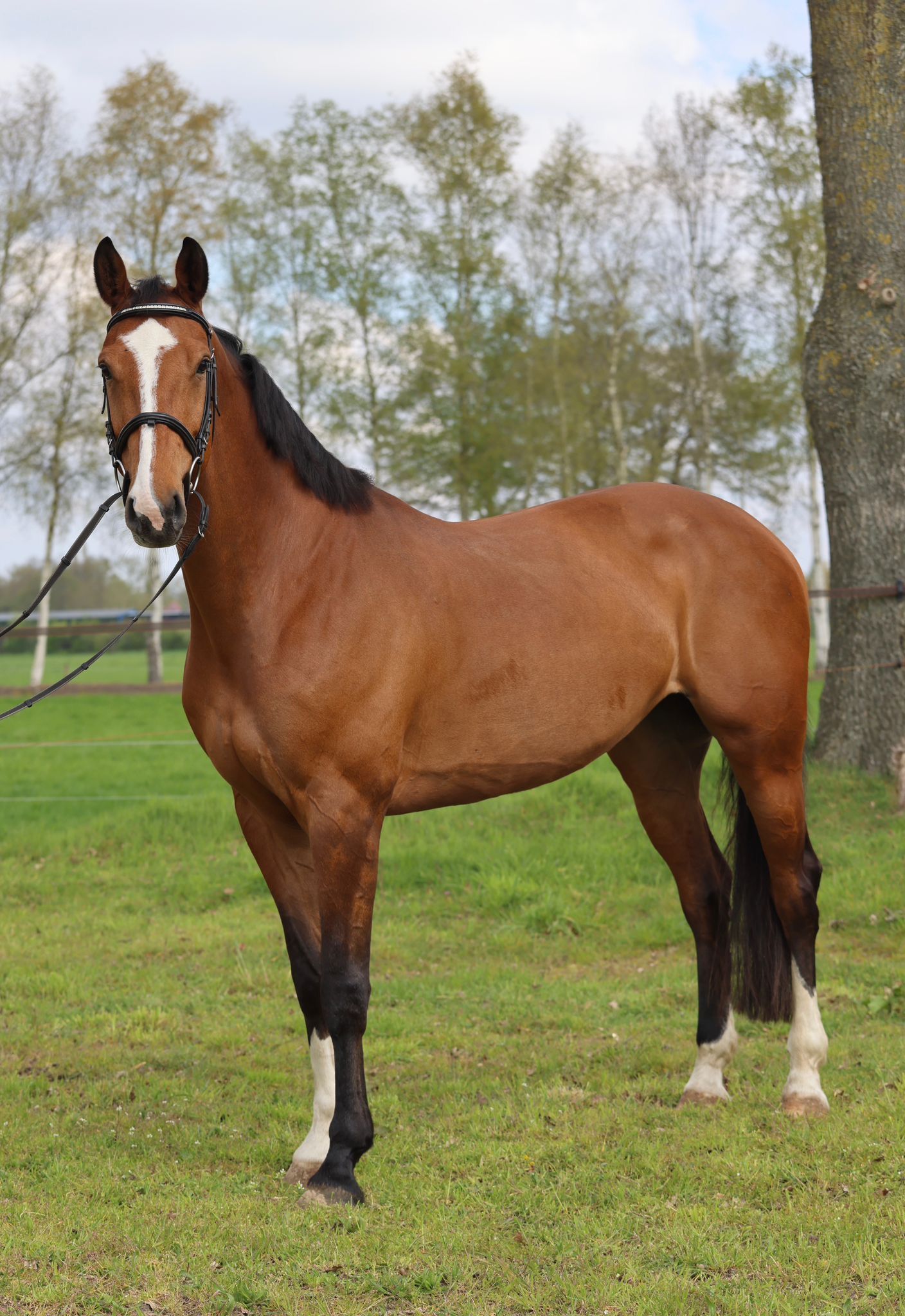 Celieta Z, jument de 9 ans pour le CSO/eventing