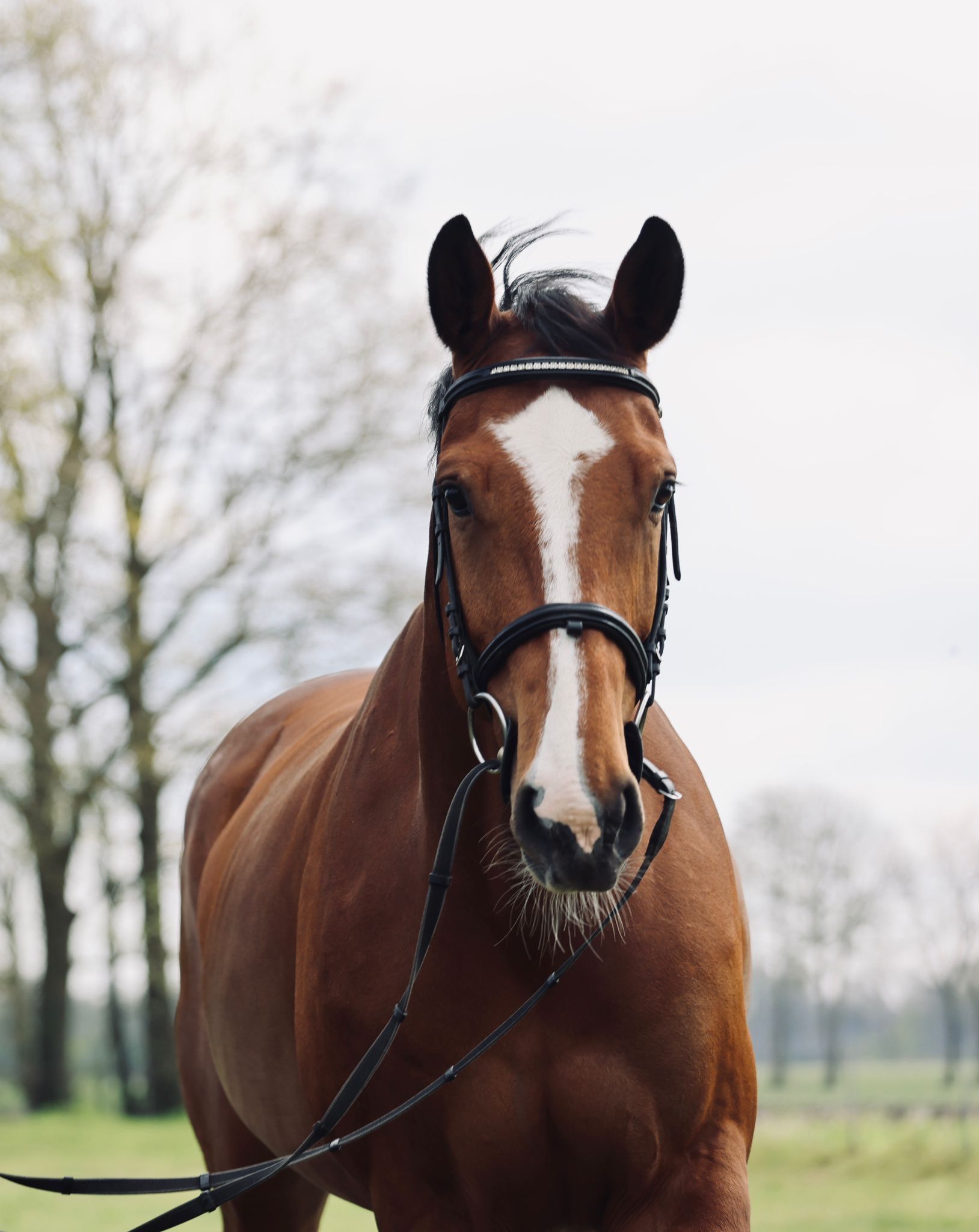 zangersheide springpaard merrie 9 ans bruin à vendre - Photo 2