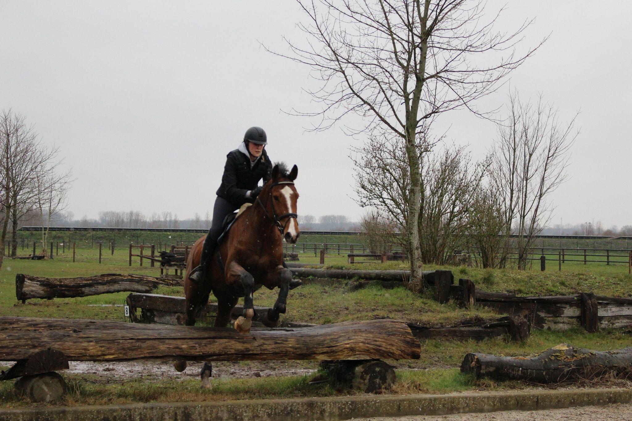 zangersheide springpaard merrie 9 ans bruin à vendre - Photo 3