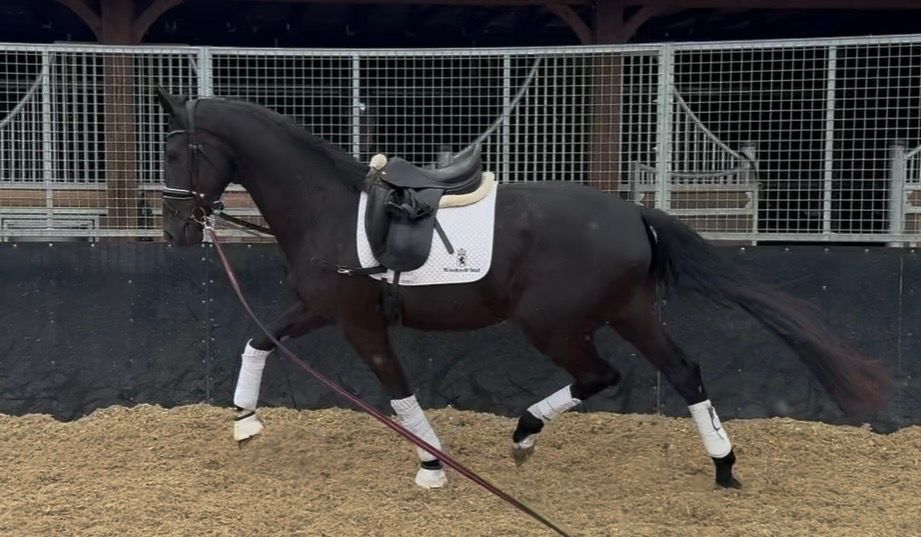 3 Year Old KWPN Gelding By Glocks Energy (Escamillo) X Oscar