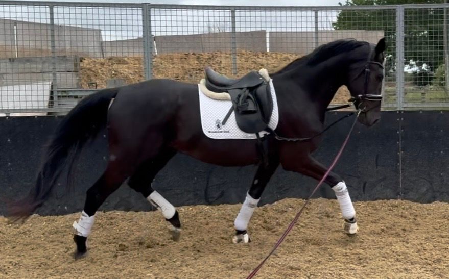 kwpn dressuurpaard ruin 3 years old zwart for sale - Photo 2