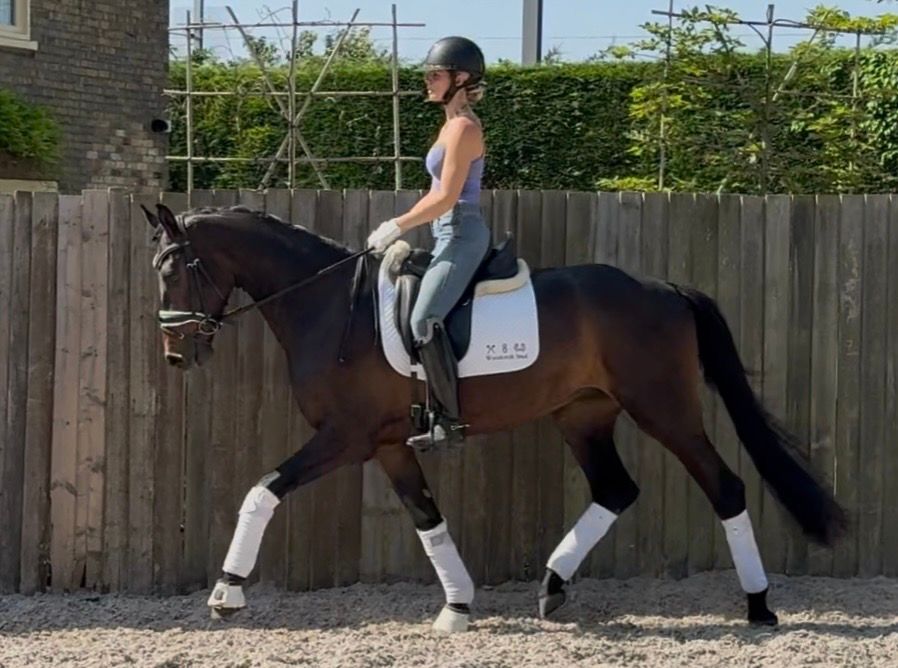 3 Year Old KWPN Gelding By My Blue Hors Santiano (Sezuan)