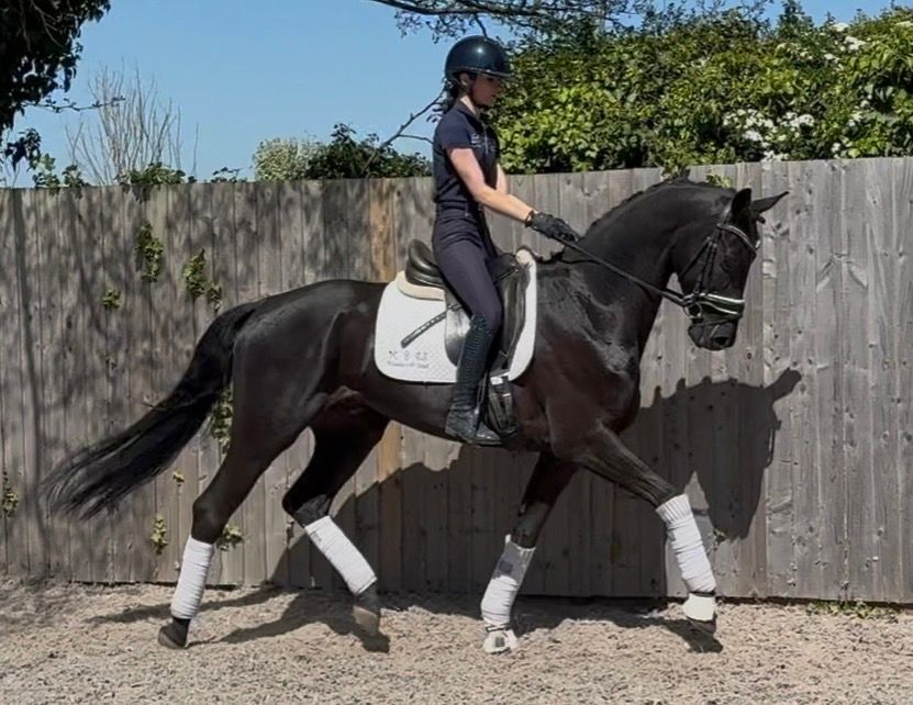 5 Year Old KWPN Gelding By Furst Dior / For Gribaldi