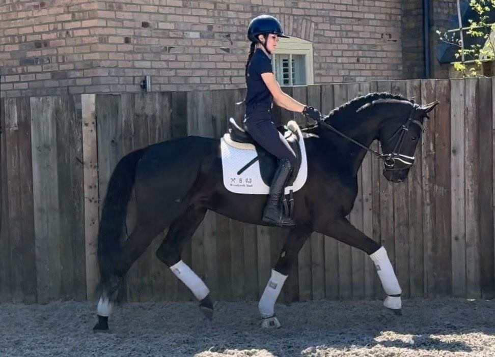 kwpn dressuurpaard ruin 5 Jahre alt zwart zu verkaufen - Foto 2