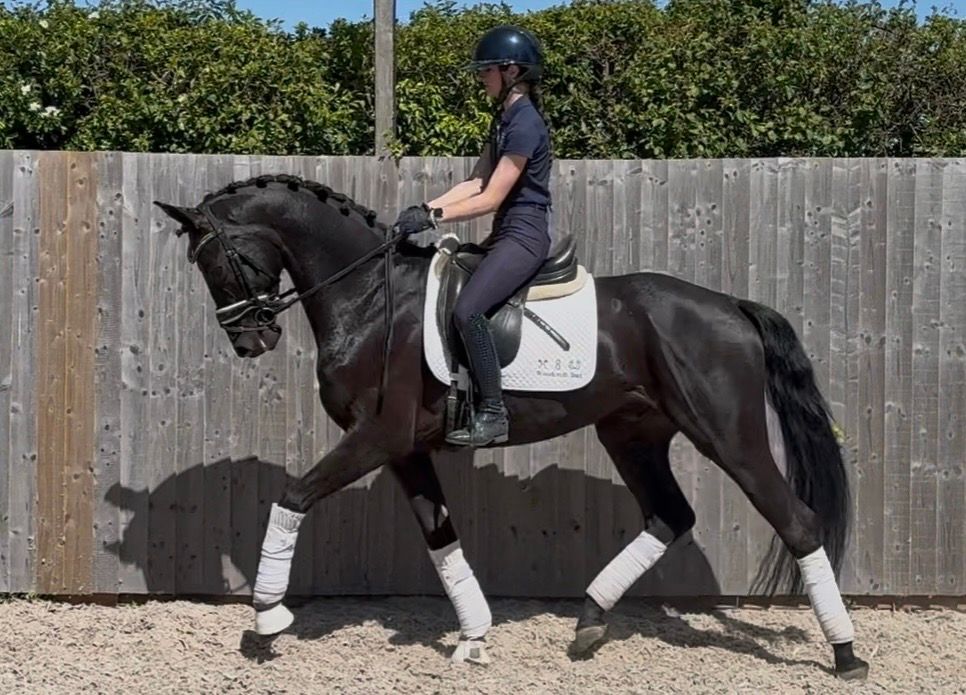 kwpn dressuurpaard ruin 5 Jahre alt zwart zu verkaufen - Foto 5