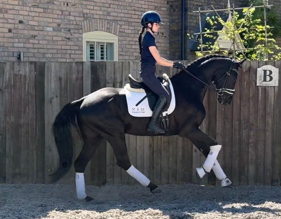 kwpn dressuurpaard ruin 5 Jahre alt zwart zu verkaufen - Foto 6