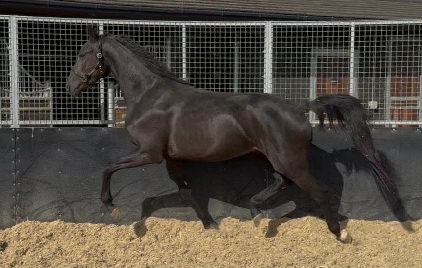anglo-europees dressuurpaard ruin 3 years old zwart for sale - Main photo
