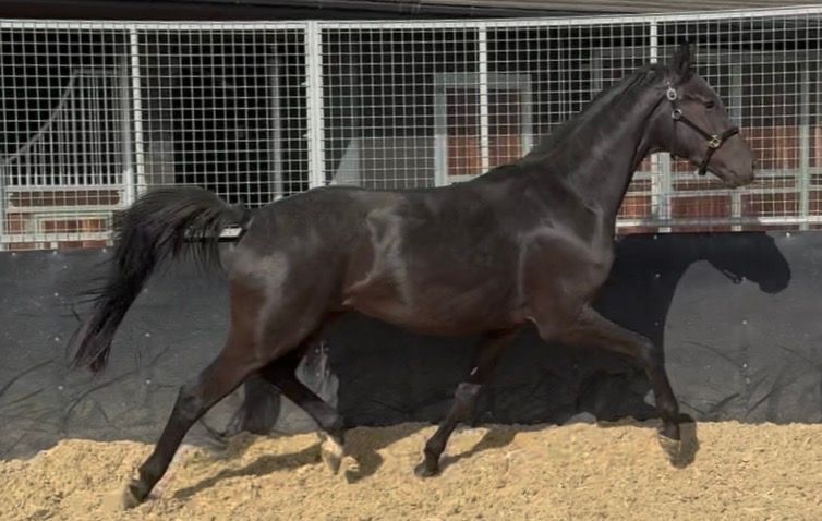 anglo-europees dressuurpaard ruin 3 years old zwart for sale - Photo 2