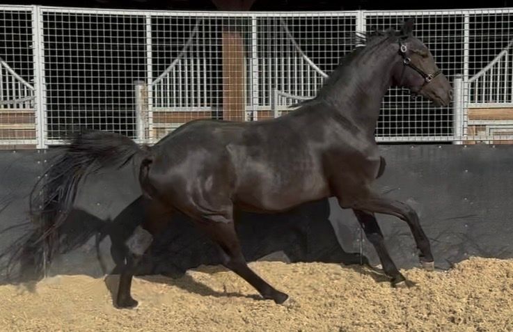 anglo-europees dressuurpaard ruin 3 years old zwart for sale - Photo 3