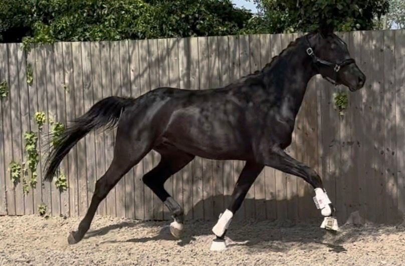 anglo-europees dressuurpaard ruin 3 years old zwart for sale - Photo 4