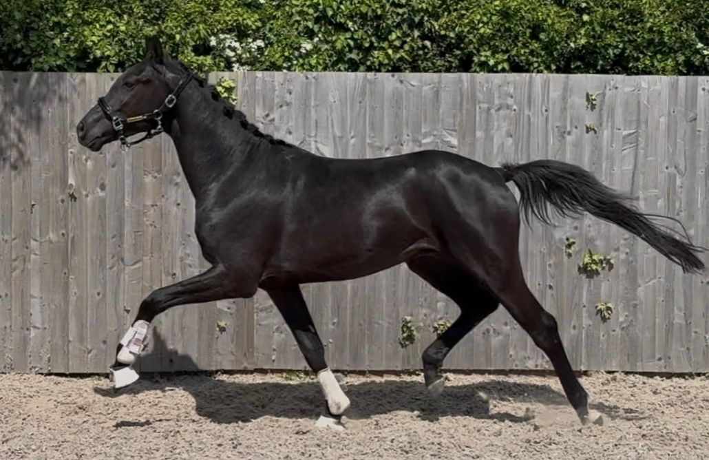anglo-europees dressuurpaard ruin 3 years old zwart for sale - Photo 5