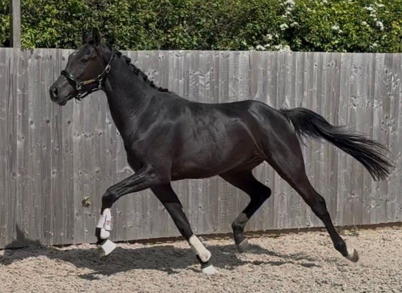 anglo-europees dressuurpaard ruin 3 years old zwart for sale - Photo 6