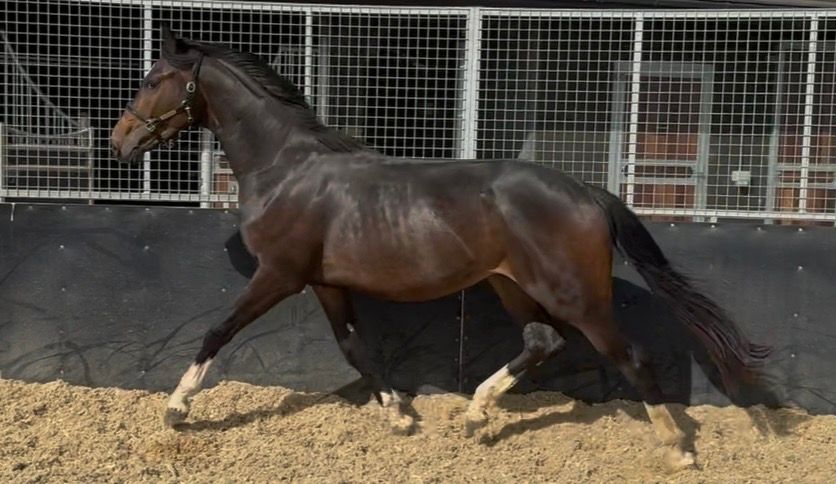 2 Year Old KWPN Gelding By O'Frederic / French Buffet