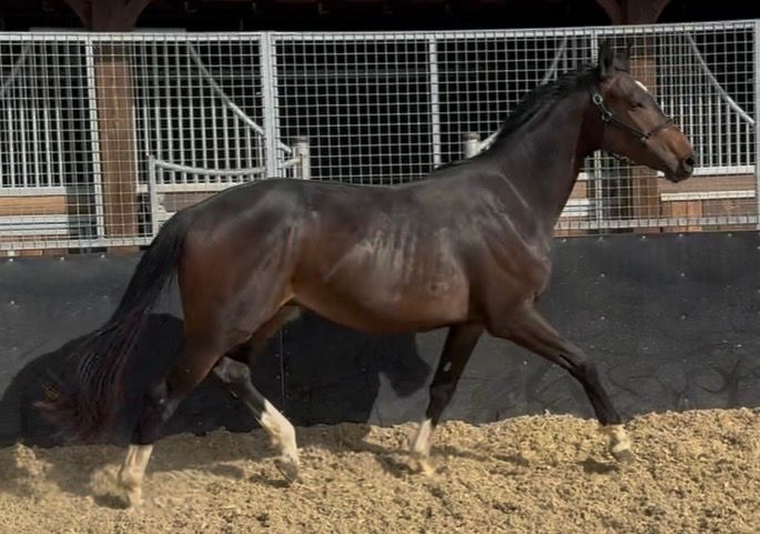 kwpn dressuurpaard ruin 2 jaar bruin te koop - Foto 2