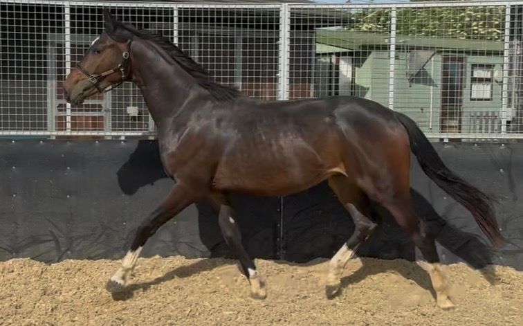 kwpn dressuurpaard ruin 2 jaar bruin te koop - Foto 3